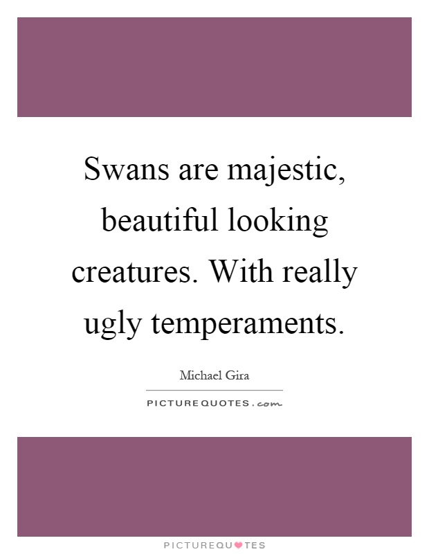 Swans are majestic, beautiful looking creatures. With really ugly temperaments Picture Quote #1