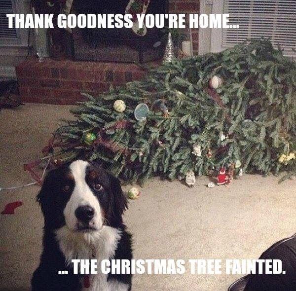 Thank goodness you're home. The Christmas tree fainted Picture Quote #1