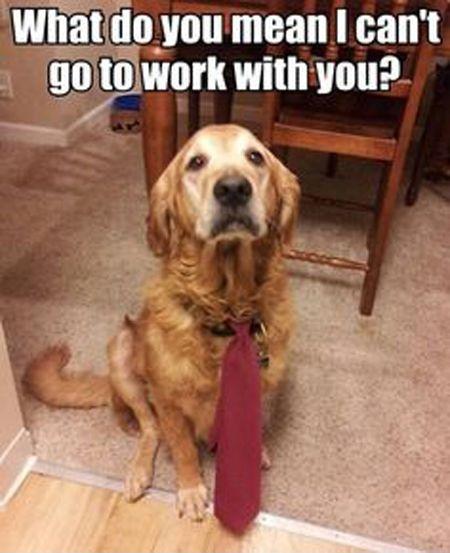 What do you mean  I can't go to work with you? Picture Quote #1