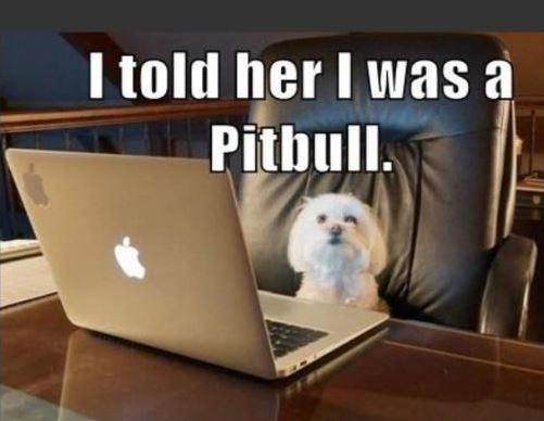 I told her I was a pitbull Picture Quote #1