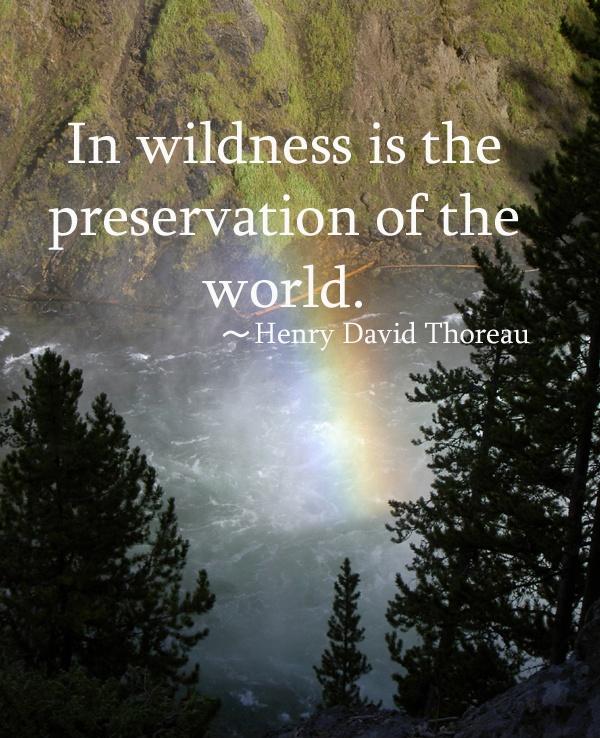 In wilderness is the preservation of the world Picture Quote #1