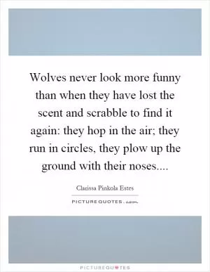 Wolves never look more funny than when they have lost the scent and scrabble to find it again: they hop in the air; they run in circles, they plow up the ground with their noses Picture Quote #1