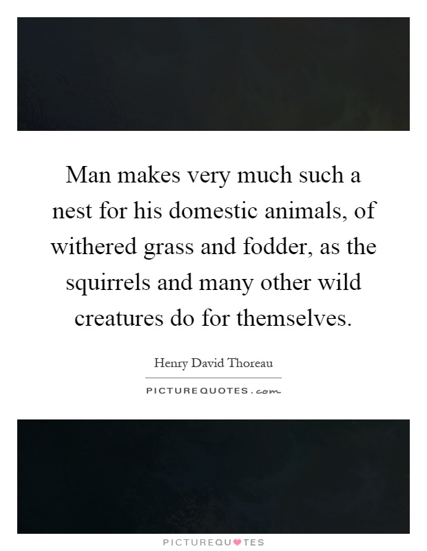 Man makes very much such a nest for his domestic animals, of withered grass and fodder, as the squirrels and many other wild creatures do for themselves Picture Quote #1