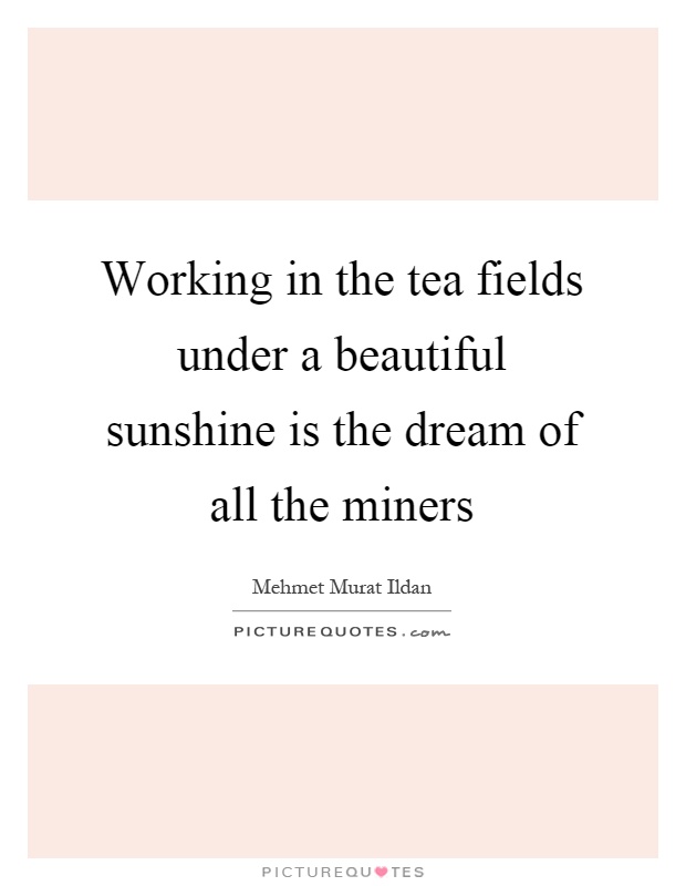 Working in the tea fields under a beautiful sunshine is the dream of all the miners Picture Quote #1