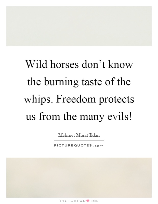 Wild horses don't know the burning taste of the whips. Freedom protects us from the many evils! Picture Quote #1