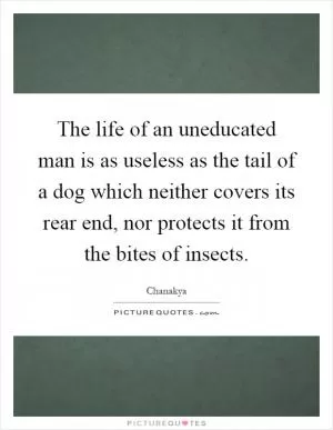 The life of an uneducated man is as useless as the tail of a dog which neither covers its rear end, nor protects it from the bites of insects Picture Quote #1