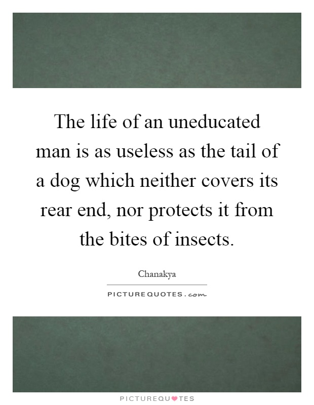 The life of an uneducated man is as useless as the tail of a dog which neither covers its rear end, nor protects it from the bites of insects Picture Quote #1