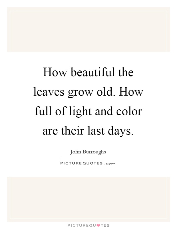 How beautiful the leaves grow old. How full of light and color are their last days Picture Quote #1