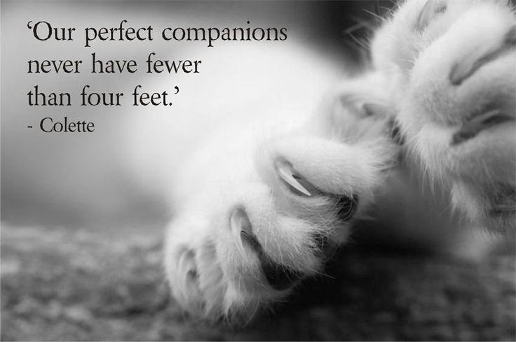 Our perfect companions never have fewer than four feet Picture Quote #1