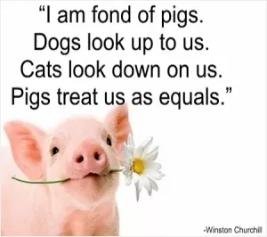 I am fond of pigs. Dogs look up to us. Cats look down on us. Pigs treat us as equals Picture Quote #1