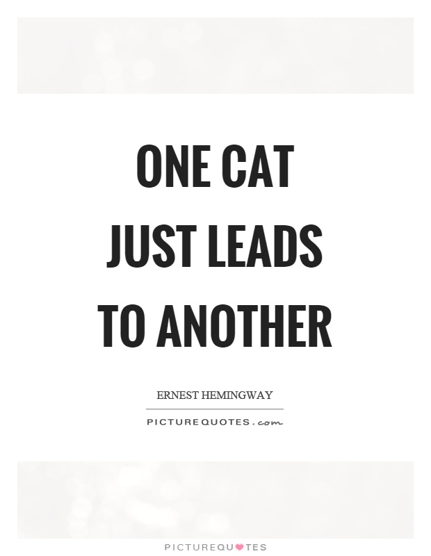 One cat just leads to another Picture Quote #1