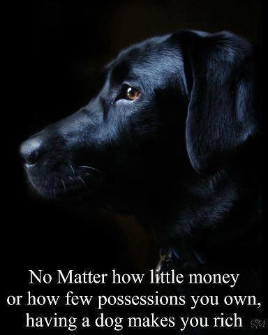 No matter how little money or how few possessions you own, having a dog makes you rich Picture Quote #1