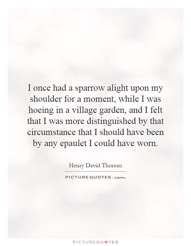 I once had a sparrow alight upon my shoulder for a moment, while I was hoeing in a village garden, and I felt that I was more distinguished by that circumstance that I should have been by any epaulet I could have worn Picture Quote #1