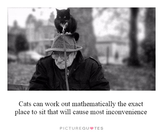 Cats can work out mathematically the exact place to sit that will cause most inconvenience Picture Quote #1