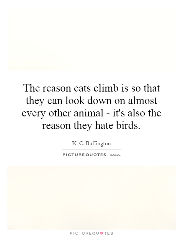 The reason cats climb is so that they can look down on almost every other animal - it's also the reason they hate birds Picture Quote #1