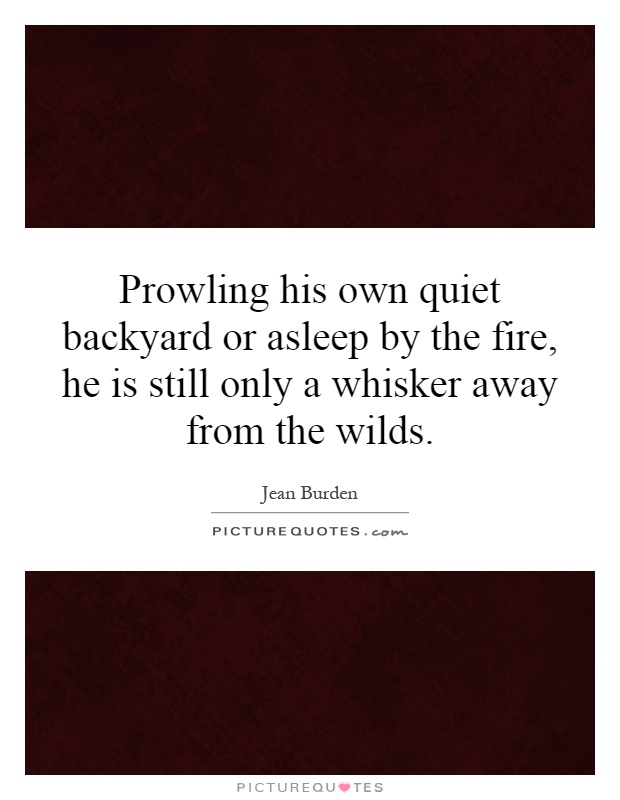 Prowling his own quiet backyard or asleep by the fire, he is still only a whisker away from the wilds Picture Quote #1