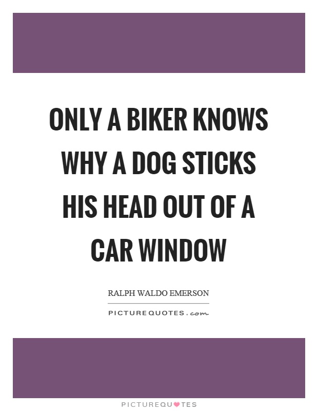 Only a biker knows why a dog sticks his head out of a car window Picture Quote #1