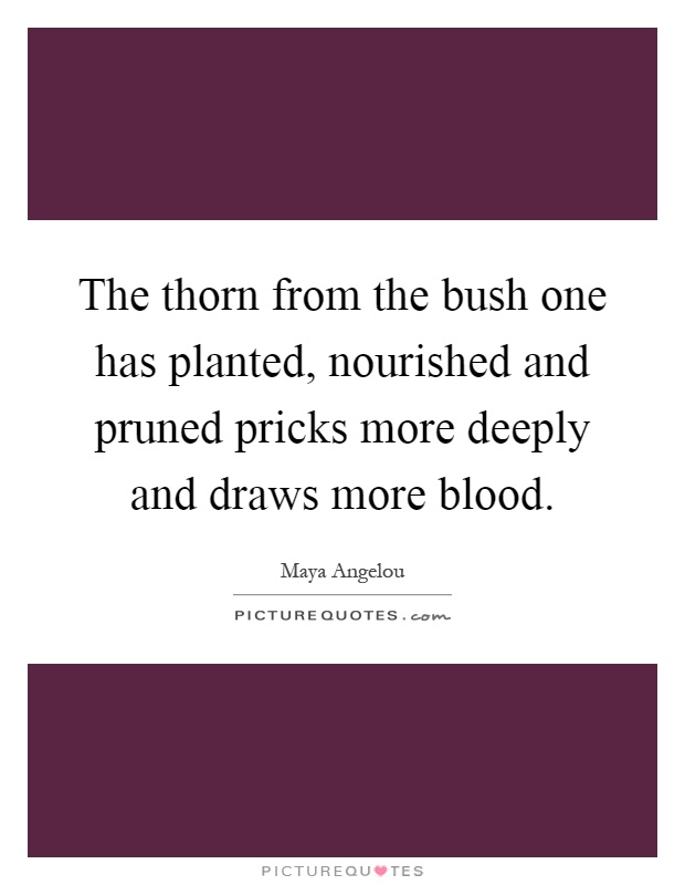 The thorn from the bush one has planted, nourished and pruned pricks more deeply and draws more blood Picture Quote #1