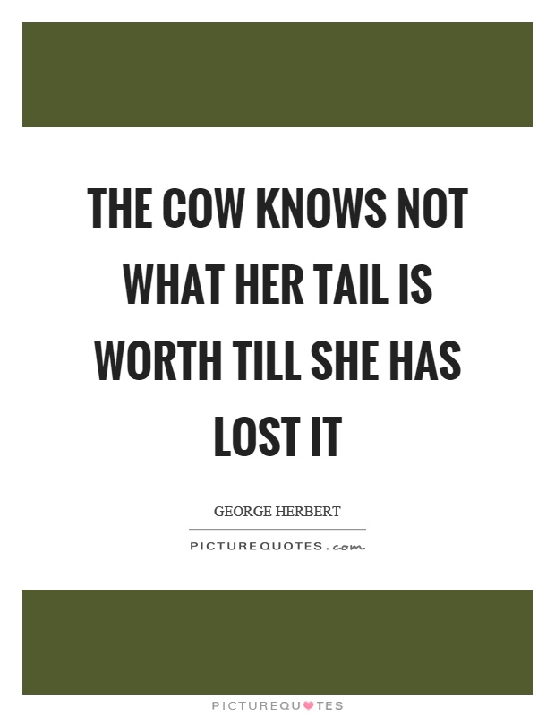 The cow knows not what her tail is worth till she has lost it Picture Quote #1