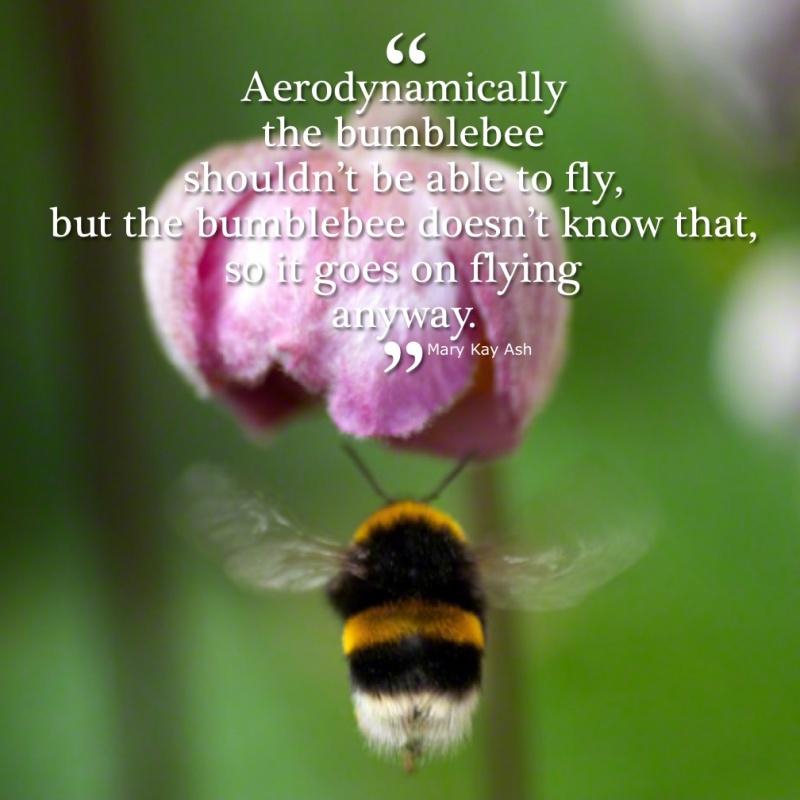 Aerodynamically the bumblebee shouldn't be able to fly, but the bumblebee doesn't know that so it goes on flying anyway Picture Quote #1
