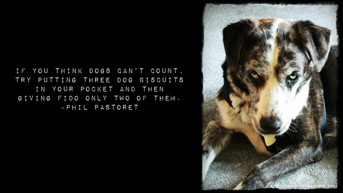 If you think dogs can't count, try putting three dog biscuits in your pocket and then giving Fido only two of them Picture Quote #1
