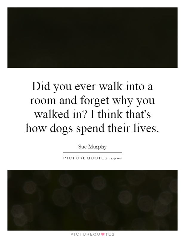 Did you ever walk into a room and forget why you walked in? I think that's how dogs spend their lives Picture Quote #1