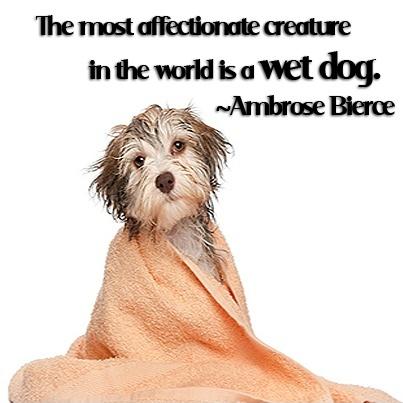 The most affectionate creature in the world is a wet dog Picture Quote #1