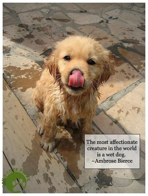 The most affectionate creature in the world is a wet dog Picture Quote #2