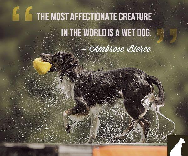 The most affectionate creature in the world is a wet dog Picture Quote #3
