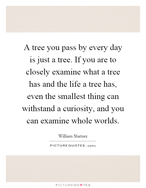 A tree you pass by every day is just a tree. If you are to closely examine what a tree has and the life a tree has, even the smallest thing can withstand a curiosity, and you can examine whole worlds Picture Quote #1