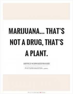 Marijuana... That’s not a drug, that’s a plant Picture Quote #1