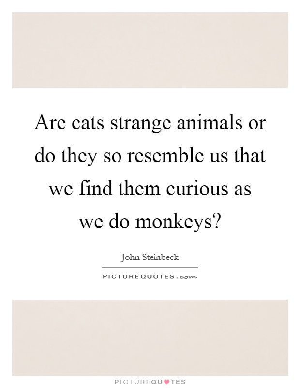 Are cats strange animals or do they so resemble us that we find them curious as we do monkeys? Picture Quote #1