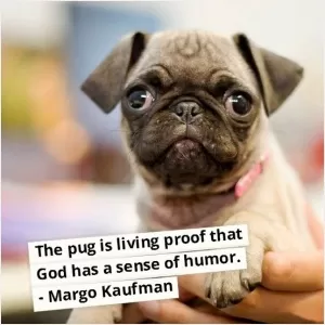 The pug is living proof that God has a sense of humor Picture Quote #1