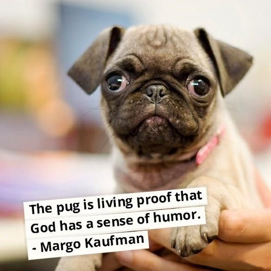 The pug is living proof that God has a sense of humor Picture Quote #1