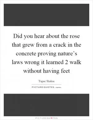 Did you hear about the rose that grew from a crack in the concrete proving nature’s laws wrong it learned 2 walk without having feet Picture Quote #1
