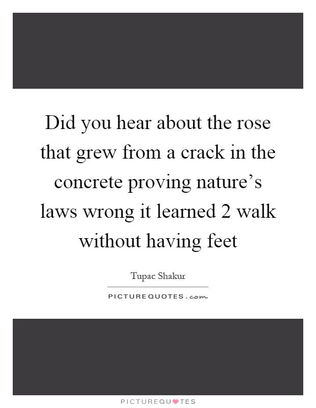 Did you hear about the rose that grew from a crack in the concrete proving nature's laws wrong it learned 2 walk without having feet Picture Quote #1