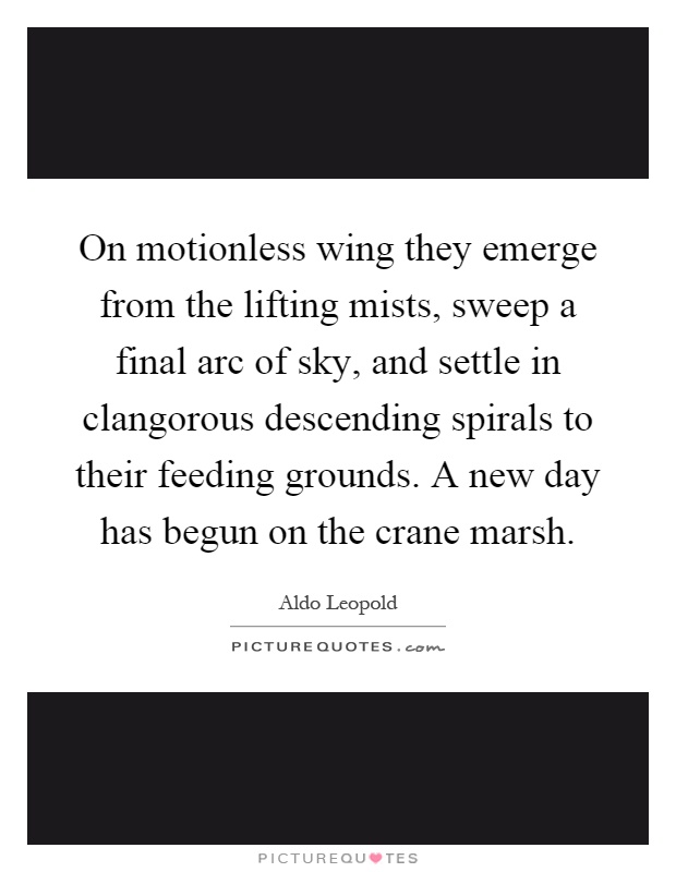 On motionless wing they emerge from the lifting mists, sweep a final arc of sky, and settle in clangorous descending spirals to their feeding grounds. A new day has begun on the crane marsh Picture Quote #1