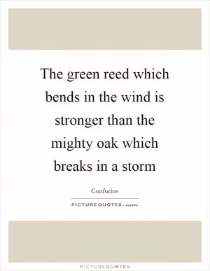 The green reed which bends in the wind is stronger than the mighty oak which breaks in a storm Picture Quote #1