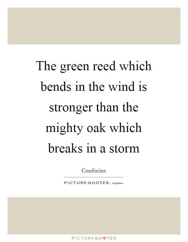 The green reed which bends in the wind is stronger than the mighty oak which breaks in a storm Picture Quote #1