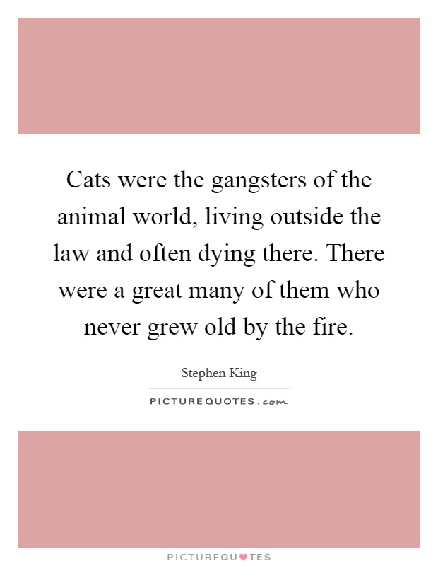 Cats were the gangsters of the animal world, living outside the law and often dying there. There were a great many of them who never grew old by the fire Picture Quote #1