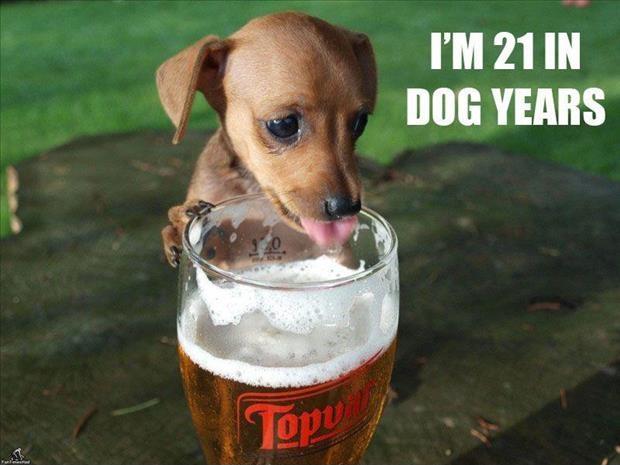 I'm 21 in dog years Picture Quote #1