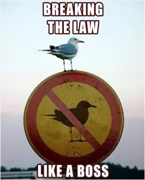 Breaking the law like a boss Picture Quote #1