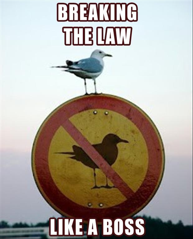 Breaking the law like a boss Picture Quote #1