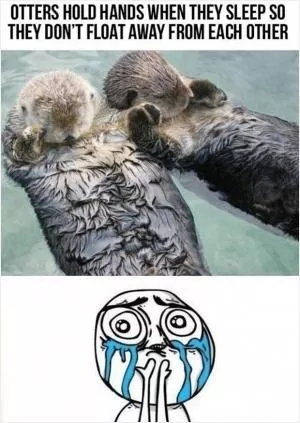 Otters hold hands when they sleep so they don’t float away from each other Picture Quote #1