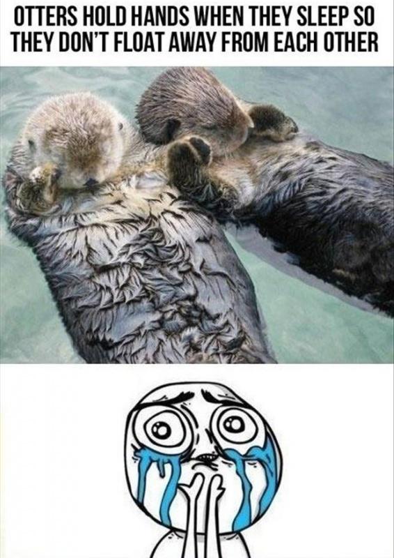 Otters hold hands when they sleep so they don't float away from each other Picture Quote #1