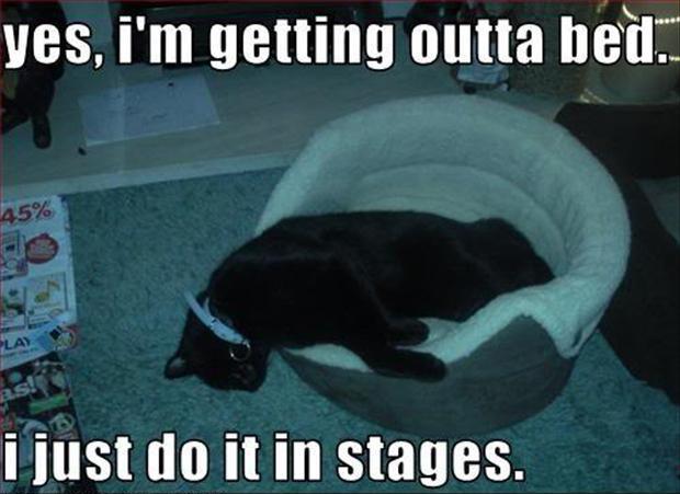 Yes, I'm getting outta bed. I just do it in stages Picture Quote #1