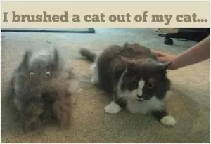 I brushed a cat out of my cat Picture Quote #1