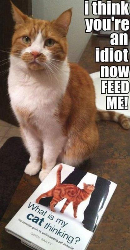 I think you're an idiot. Now feed me Picture Quote #1