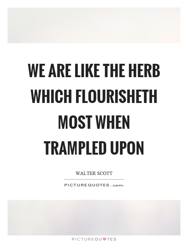 We are like the herb which flourisheth most when trampled upon Picture Quote #1