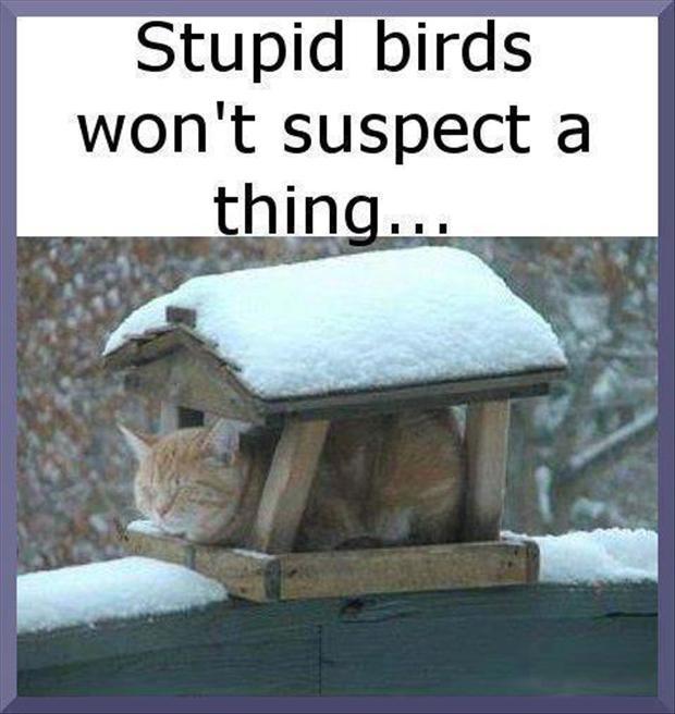Stupid birds won't suspect a thing Picture Quote #1
